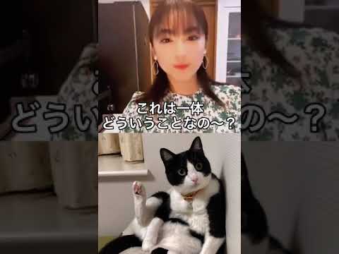 【平祐奈】平愛梨とコラボのはずが、見知らぬ猫と繋がってしまう#Short