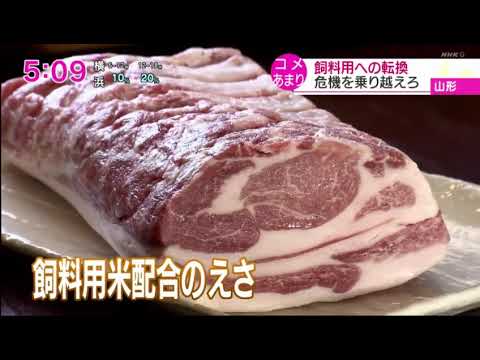 NHKニュース 2021年6月24日 おはよう日本▼感染リバウンドか?▼ネコ動画人気!