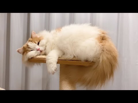 飼い主の帰宅に気づかない猫に話しかけてみた結果w