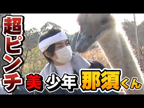 襲われる那須くん!!美 少年 那須雄登がイチから動物園作り!