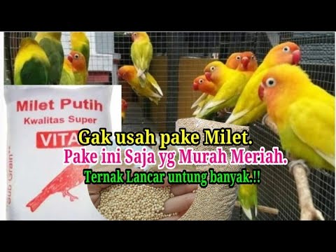 Gawat..Milet tambah Mahal saja‼️pake cara ini lebih Murah meriah.