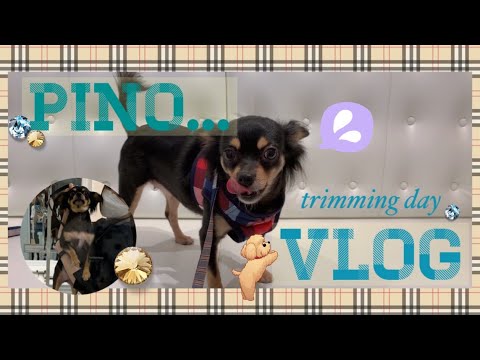 【VLOG】愛犬PINOトリミングDAY