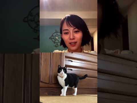 【比嘉愛未】見知らぬ猫の乱入に気付き即拒否する超大物女優