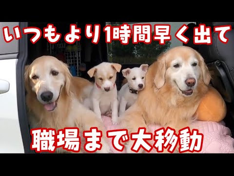 【前編】河川敷パピーズとAP姉妹連れて職場まで大移動