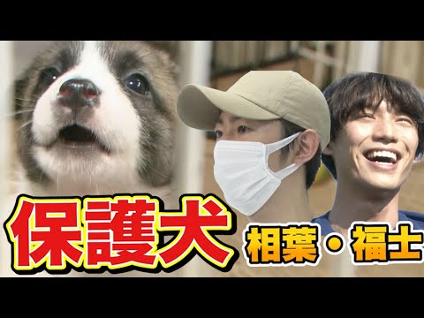 【保護犬】24時間テレビの裏側!!相葉雅紀・福士蒼汰がドッグラン作り!