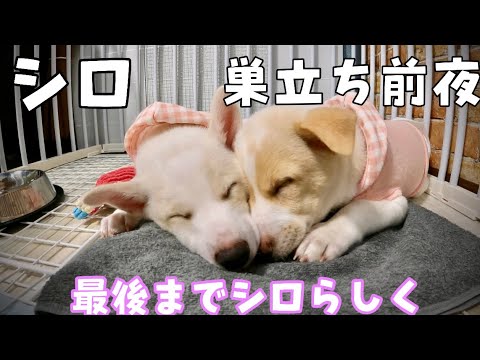 【最後の夜】シロ巣立ち前夜 最後までシロらしく笑わせてくれました