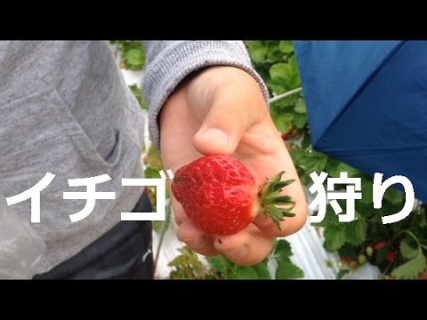 夏野菜の準備とイチゴ狩り