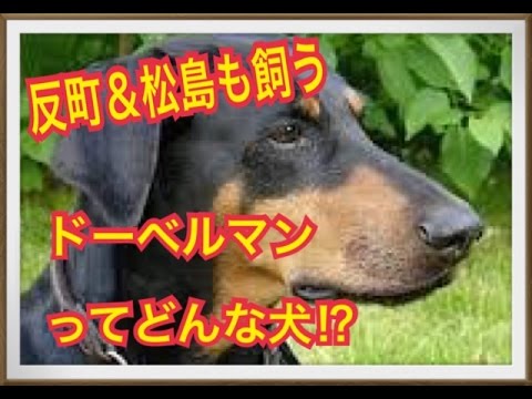 【反町隆史&松嶋菜々子のペット】ドーベルマンってどんな犬!?