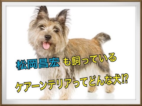 【松岡昌宏(TOKIO)のペット】ケアーンテリアってどんな犬!?
