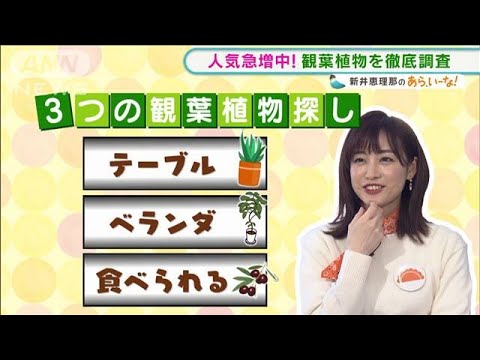新井恵理那は何を選ぶ!?3条件で“観葉植物”探し【あらいーな】(2021年11月24日)