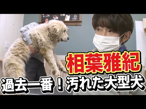 相葉雅紀が汚れた大型犬をトリミングしてみた結果・・・