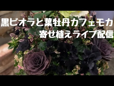 シックな黒いビオラ葉牡丹カフェモカを使ってギャザリングをつくります