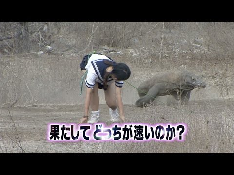 【イッテQ!10周年記念DVD-BOX】「珍獣ハンターイモト VS コモドドラゴン」ダイジェスト映像