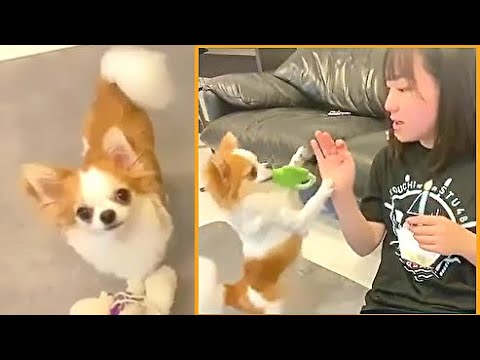 「ニャーオ」と呼びかけると首を傾げるワンちゃん♪【清水紗良ちゃんのワンちゃん】