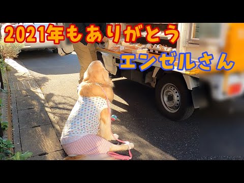 【お買い物あーちゃん】ぱんぱん食べ納めエンゼルさんありがとう ゴールデンレトリバー
