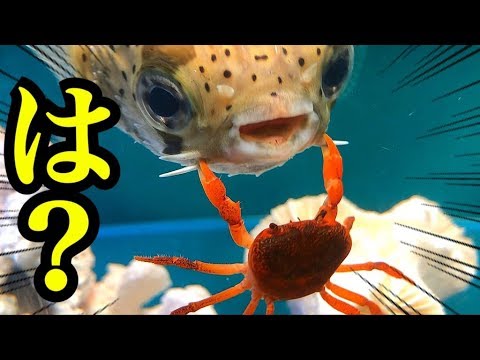 ハリセンボンにカニを与えたら…?!
