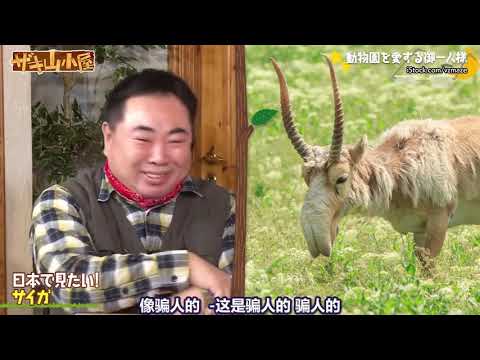 【中字】崎山小屋 21O212 Guest 柴田英嗣 搭档来介绍动物园 哔哩哔哩 bilibili