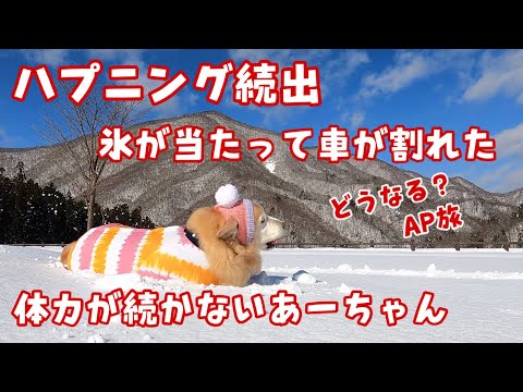【AP旅2】ハプニング続出!車が氷に激突 体力が続かないあーちゃん ゴールデンレトリバー