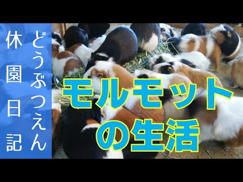 モルモットの生活【どうぶつえん休園日記】 The life of Guinea pigs