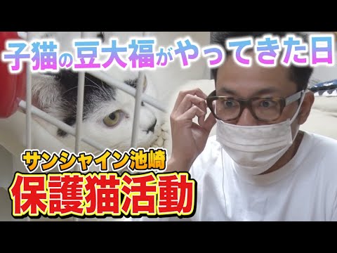【保護猫活動】サンシャイン池崎!子猫の豆大福がやってきた日