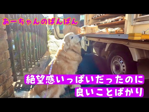 【お買い物あーちゃん】どこへも出掛けられなくて絶望の日にまさかのパン屋さん登場 概要欄告知あり ゴールデンレトリバー