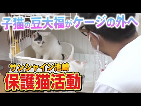【保護猫活動】サンシャイン池崎!子猫の豆大福がケージの外へ