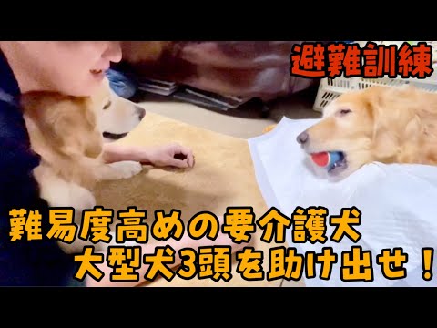 【寝たきり犬がいる場合の避難訓練】もし地震や火事が起きたら大型犬3頭を助けられるのか ゴールデンレトリバー