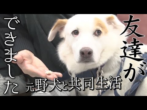 【保護犬】元野犬ウォンカ、友達ができました。【元野犬と共同生活】