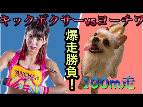 キックボクサーvs犬(ヨーチワ)100m走勝負対決!