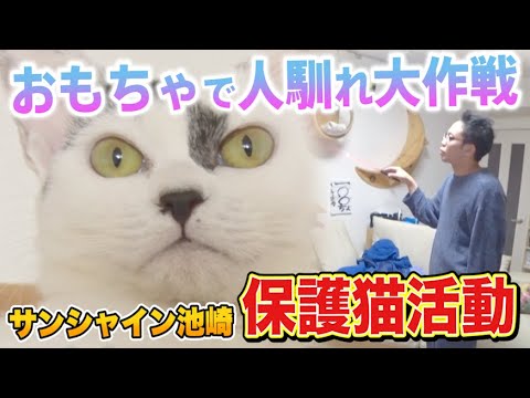 【保護猫活動】サンシャイン池崎と子猫の豆大福!おもちゃで人馴れ大作戦