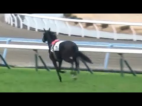 【現地映像】藤田菜七子の落馬負傷 パドックから様子が変だった 返し馬と5レースの様子、空馬ランサムトラップ