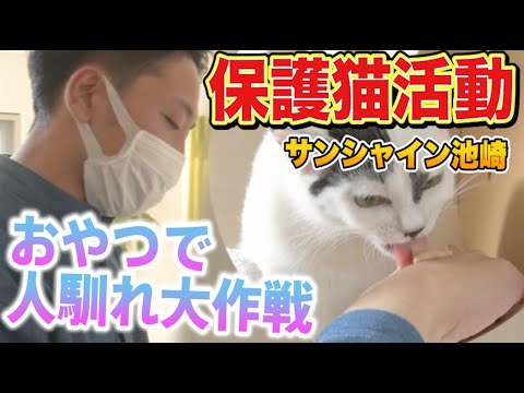 【保護猫活動】サンシャイン池崎と子猫の豆大福!おやつで人馴れ大作戦