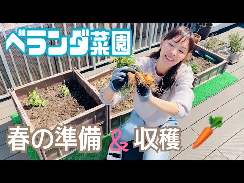 【家庭菜園】2022年 春のベランダ菜園準備とニンジンを収穫〜!!