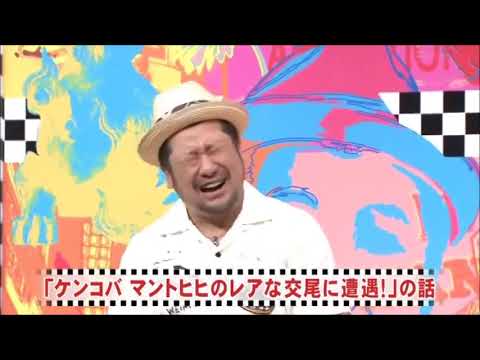 にけつッ!!【ケンドーコバヤシ×千原ジュニア】「ジュニア宮古島でウミガメの交尾に遭遇!」・「ケンコバ痛風になった次の日に行」の話