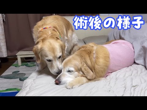 【あーちゃんのシコリ】術後の寝たきり状態からどんどん変化する姿そしてやっぱり取って良かったと確信した瞬間