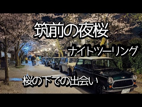 ローバーミニでツーリング【vlog】夜桜を求めて秋月に草場川に#ローバーミニ #ツーリング #classicmini #クラシックミニ