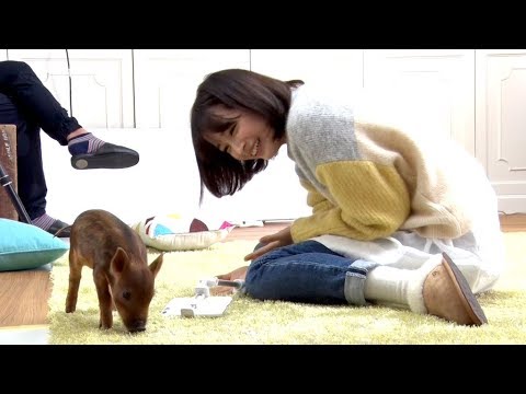 広瀬すず、イノシシの赤ちゃんに悪戦苦闘