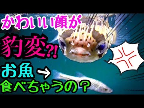 可愛い顔してどう猛?ハリセンボンに小魚を与えてみた結果…?!