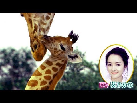 ナレーションは葵わかなに決定!驚きと感動がいっぱい/映画『劇場版 ダーウィンが来た! アフリカ新伝説』予告編