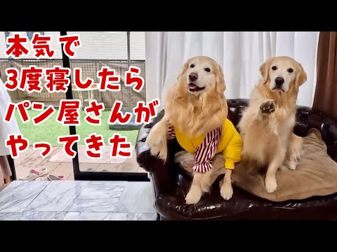 【お買い物あーちゃん】本気の3度寝したらパン屋さんがやって来た! ゴールデンレトリバー