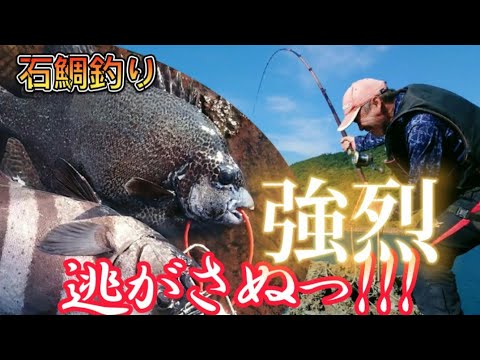 浅棚 石鯛釣り 強烈 都井岬 【魂58】