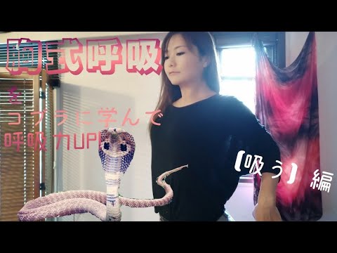 【吸気】胸式呼吸をコブラで深める〈呼吸が浅い・首肩こる〉