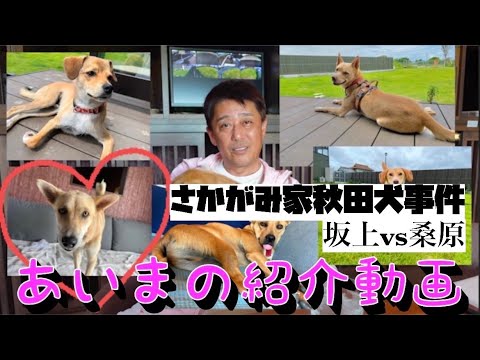 【あいまに密着】さかがみ家秋田犬事件とは!?(坂上&桑原)