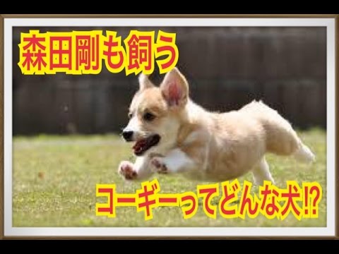 【森田剛(V6)も飼う】コーギーってどんな犬!?
