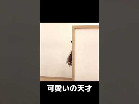 可愛いの天才、星野みなみ #shorts