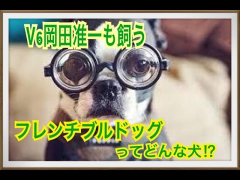 【岡田准一(V6)のペット】フレンチブルドッグってどんな犬!?