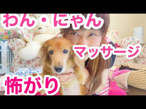 大場久美子【わん・にゃんマッサージNo.16】怖がりの巻き〜🐶