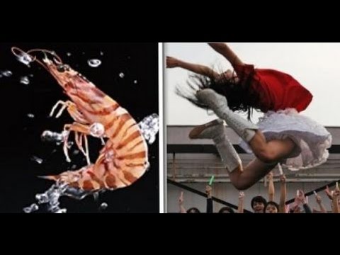 百田夏菜子アクロバット担当動画集【伝説エビ反りジャンプ】