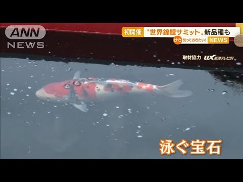 「世界錦鯉サミット」新潟で初開催 “新品種”も(2022年11月7日)