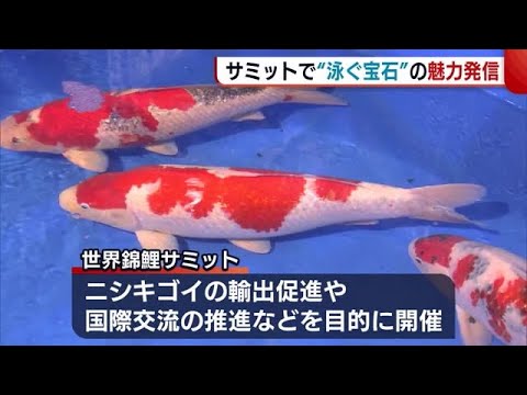 『世界錦鯉サミット』開催! “泳ぐ宝石”の魅力を発信「ニシキゴイ産業のさらなる発展へ」【新潟】 (22/11/07 19:11)